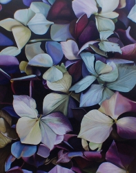 Hydrangea Purple Paradise