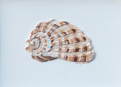 Seashell I String Art