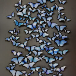 Butterflies Installation Art