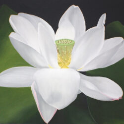 White Lotus Flower Painting